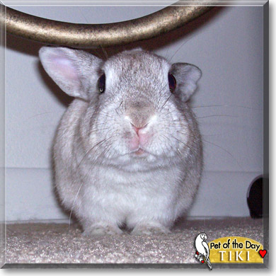 Tiki, the Pet of the Day
