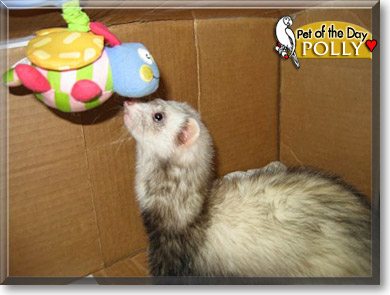 Polly, the Pet of the Day
