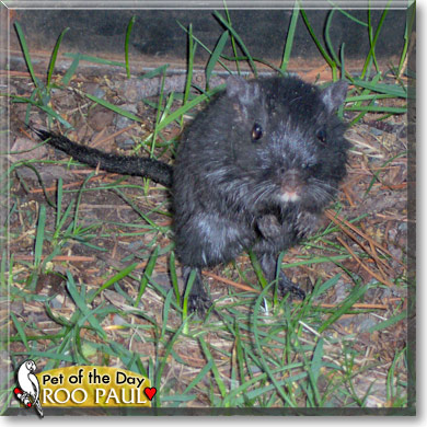 Roo Paul, the Pet of the Day Roo Paul, the Pet of the Day