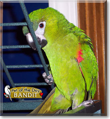 Bandit, the Pet of the Day