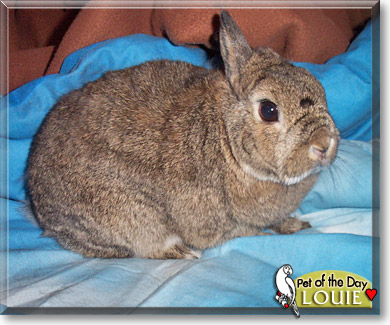 Louie, the Pet of the Day Louie, the Pet of the Day