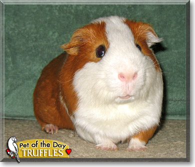 Truffles, the Pet of the Day Truffles, the Pet of the Day