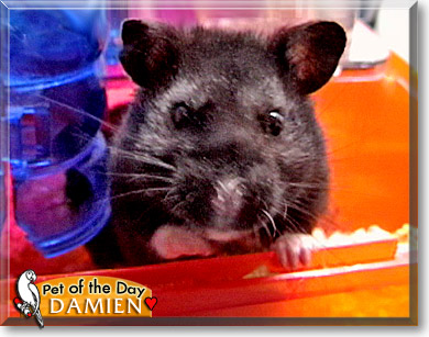 Damien, the Pet of the Day Damien, the Pet of the Day