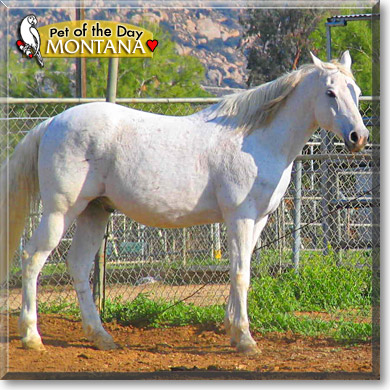 Montana, the Pet of the Day Montana, the Pet of the Day