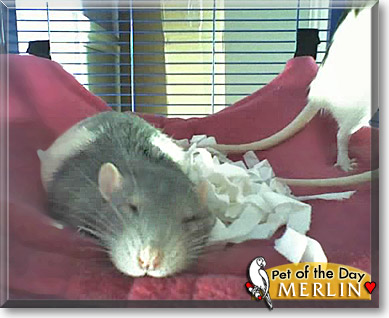 Merlin, the Pet of the Day Merlin, the Pet of the Day