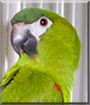 Goose the Hans Macaw