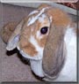 Caramel the Mini Lop Rabbit