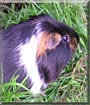 Reg the Guinea Pig