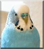 Sigge the Budgie