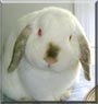 Benny the Lop Eared Rabbit