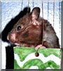 Minnihamm the Black Bear Hamster