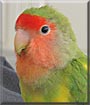 Snapps the Yellow Pied Lovebird