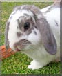 Larry the Lop Rabbit