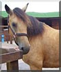 Millie the Exmoor horse