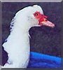 Jake the Muscovie Duck