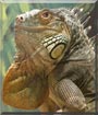Gijs the Green Iguana