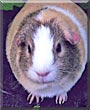 Squeakers the English Guinea Pig