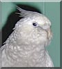 Cotton the Cockatiel