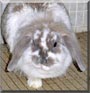 Asya the French Lop Rabbit