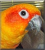 Teagan Anne the Sun Conure
