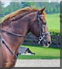 Napoleon the Warmblood