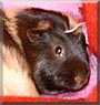 Tinkerbell the Guinea Pig