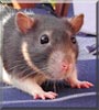 Tia Maria the Hooded rat