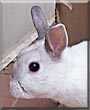 Tiki the Dwarf rabbit