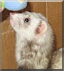 Polly the Ferret