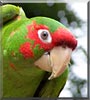 Wiser the Mitred Conure
