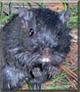 Roo Paul the Gerbil