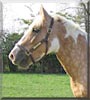 Lemony the Gypsy Cob