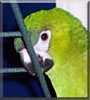 Bandit the Hahn's Mini Macaw