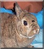 Louie the Netherlands Dwarf