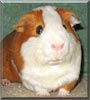 Truffles the Guinea Pig