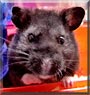 Damien the Black Bear Hamster