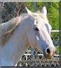 Montana the Arabian Horse