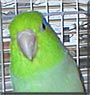 Hermit the Parrotlet