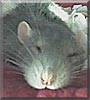 Merlin the Rat