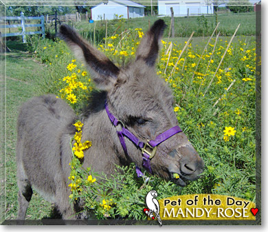 Mandy Rose, the Pet of the Day Mandy Rose, the Pet of the Day