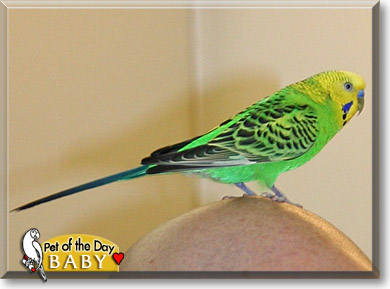Baby, the Pet of the Day