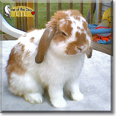 Lil, the Pet of the Day Lil, the Pet of the Day