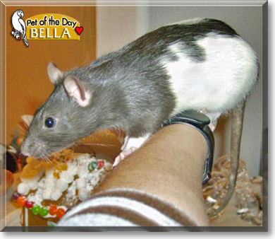Bella, the Pet of the Day Bella, the Pet of the Day