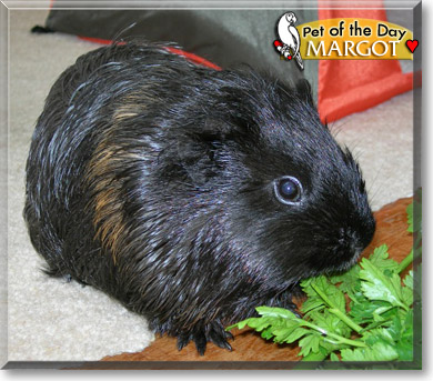 Margot, the Pet of the Day Margot, the Pet of the Day