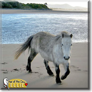 Ellie, the Pet of the Day