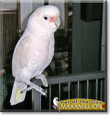 Maxamillion, the Pet of the Day Maxamillion, the Pet of the Day