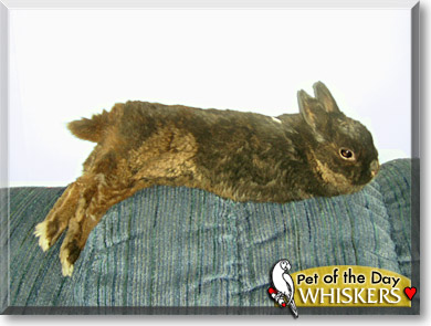 Whiskers, the Pet of the Day Whiskers, the Pet of the Day