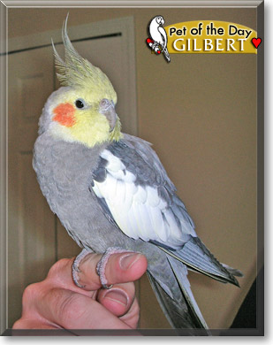 Gilbert, the Pet of the Day Gilbert, the Pet of the Day