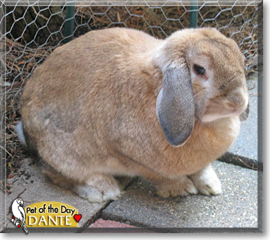 Dante, the Pet of the Day