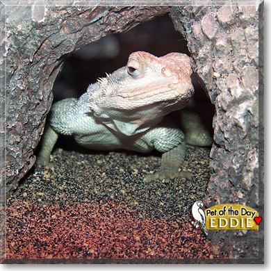 Eddie, the Pet of the Day Eddie, the Pet of the Day